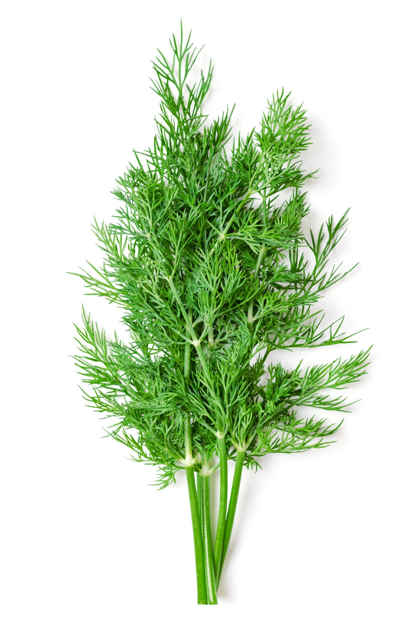 Wild Fern-leaf Dill